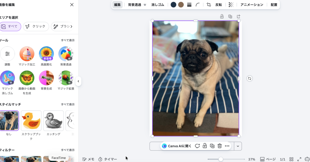 Canva背景リムーバの使用前（愛犬の写真）